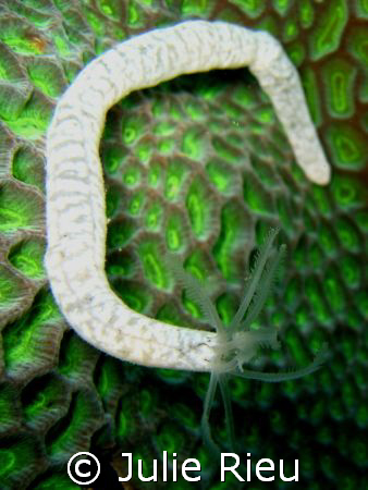 Life on coral, Koh Tao, Thailand by Julie Rieu 