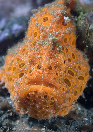 Orange frog fish. Lembeh. D200, 60mm. by Derek Haslam 