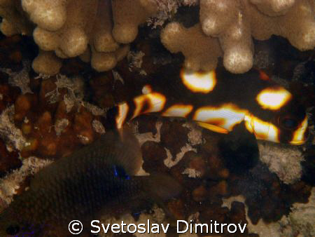 Quite close to this tiny fish. by Svetoslav Dimitrov 