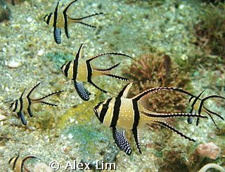 Cardinals endemic to Lembeh? by Alex Lim 