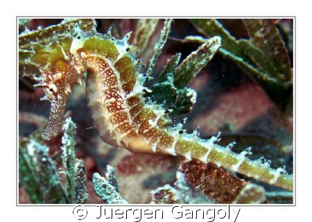 House Reef Holiday Inn Safaga - very seldom spooted there by Juergen Gangoly 