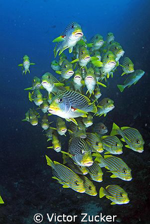 reliable gang of groupers by Victor Zucker 