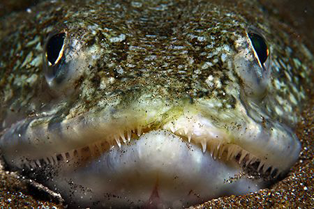 Lizardfish portrait. by Miguel Cortés 