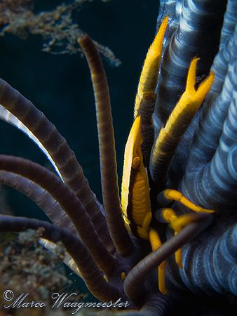 Elegant Squat Lobster (Allogalathea Elegans) under a feat... by Marco Waagmeester 