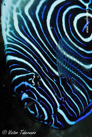 Emperor Angel Fish (Juvenile) by Victor Tabernero 