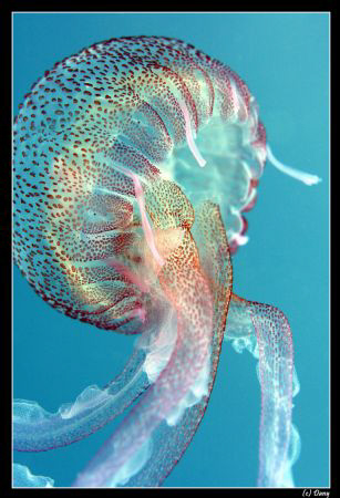 A jellyfish can be so beautifull :-) by Daniel Strub 