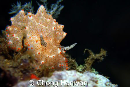 taken with G9.. by Chong Hanwan 
