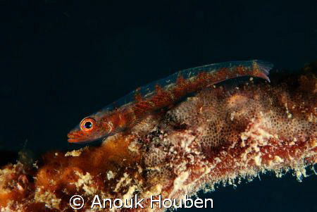 Whip coral goby. Picture taken on the second reef off Neg... by Anouk Houben 