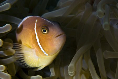 Skunk clown fish. Single strobe far to the left for shado... by Cal Mero 