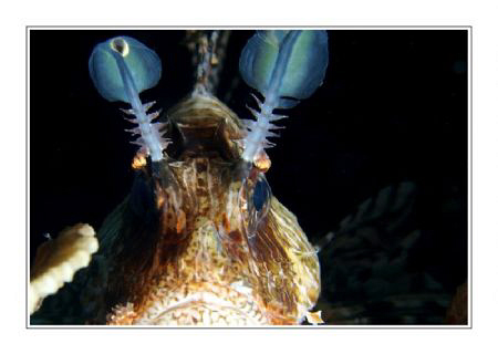 Lionfish. by Juergen Gangoly 