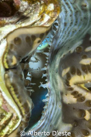 A part of Tridacna by Alberto D'este 