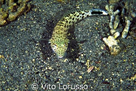 Fishs by Vito Lorusso 