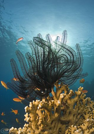 Feather star on fire coral. D200, 10.5mm. by Derek Haslam 