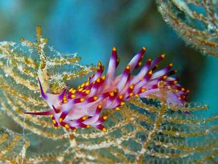 Purple Flabalina shot with a Canon G9 and internal strobe by James Dawson 