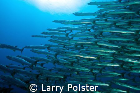School of Zebra Baracuda in Bohol, D300, Sigma 14mm by Larry Polster 