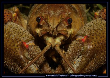 During a night dive - face to face with this huge Freshwa... by Michel Lonfat 
