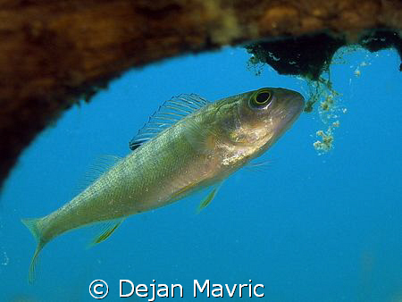 Perch from lake Bled.
Olympus SP-350, manual 1/125s, f/5... by Dejan Mavric 