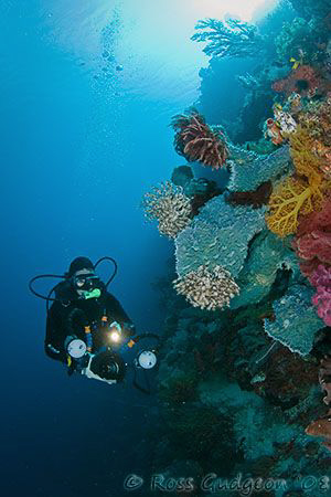Kristin cruising the wall.  Wakatobi, SE Sulawesi.  Canon... by Ross Gudgeon 