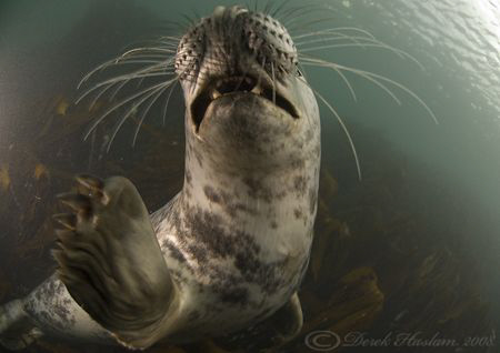 Grey seal. Farne islands. D200, 10.5mm. by Derek Haslam 