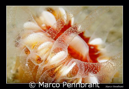 Cold water coral. by Marco Pennbrant 