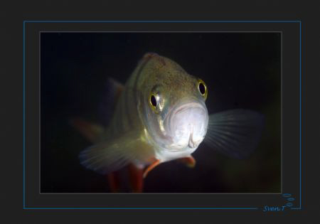 Face to face  with a perch by Sven Tramaux 