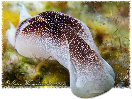 Starry Chelidonura Slug (Chelidonura amoena) - Tulamben, ... by Marco Waagmeester 