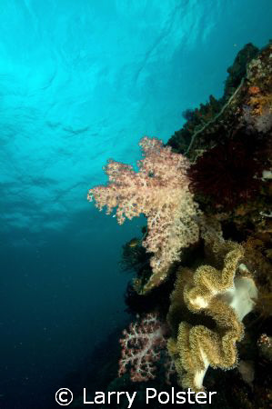 One of many beautiful walls Bohol, Philippines, D300, Sig... by Larry Polster 