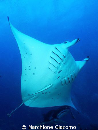 Manta's fly
Nikon D200, 12\24 zoom, twin strobo
Maldivi... by Marchione Giacomo 