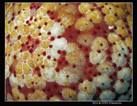 Seastar detail (Culcita schmedeliana). Canon G9 & Inon D2... by Bea & Stef Primatesta 