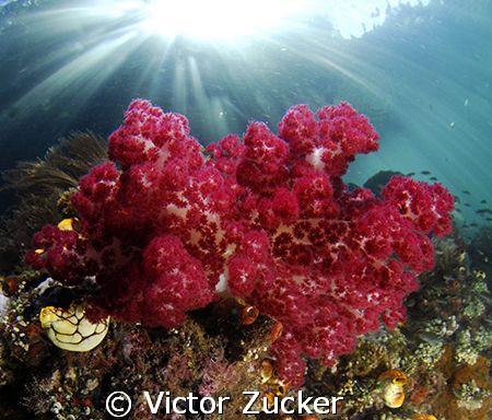 the passage channel/let ther be light by Victor Zucker 