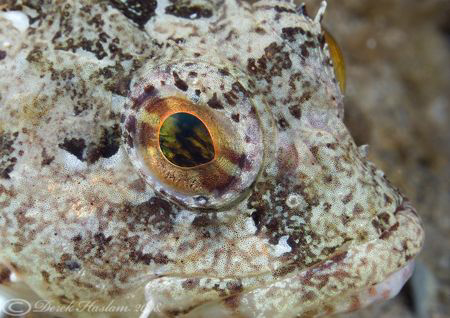 Long spined scorpion fish. Menai straits. D200, 60mm. by Derek Haslam 