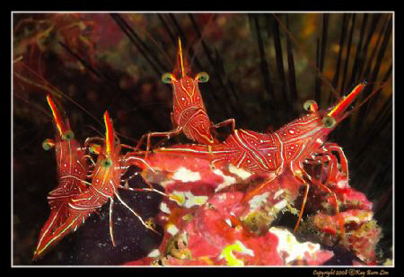 D300, 60 AFS Macro, 2x YS-110, Phuket, Thailand by Kay Burn Lim 