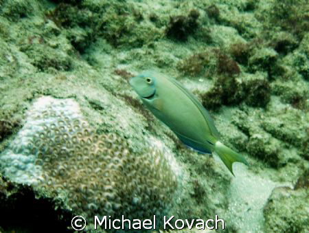 Inside Reef at Lauderdale by the Sea by Michael Kovach 