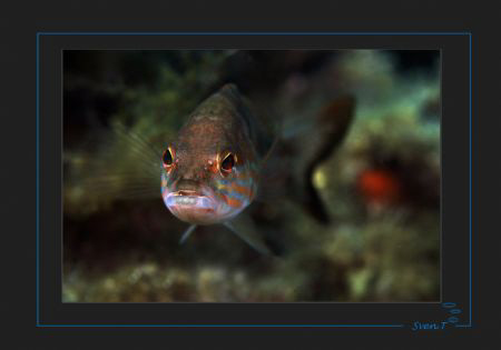 A Comber (Serranus cabrilla) facing the lens. by Sven Tramaux 