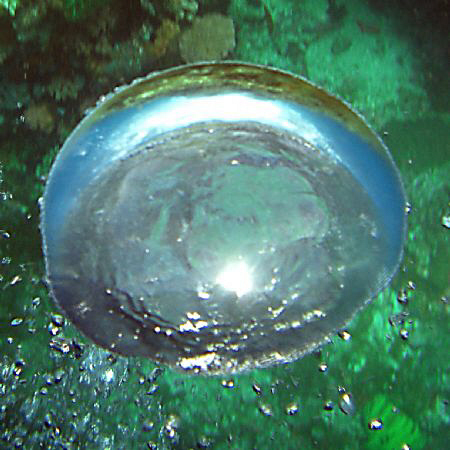 Seeing the sun and the clouds reflected in my dive buddy'... by Andrew Macleod 