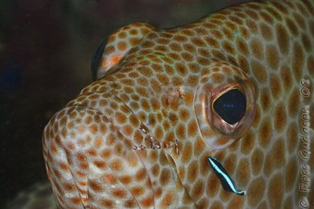 Two cleaners, no waiting.  Honeycomb Cod being tended to ... by Ross Gudgeon 