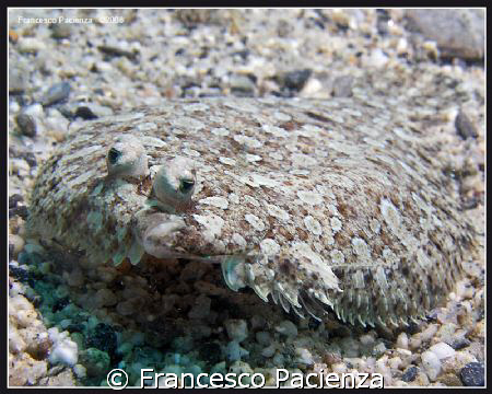 Rombo di mare (Bothus  podas podas) by Francesco Pacienza 