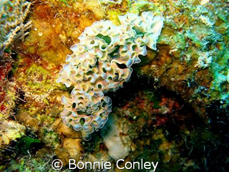 Lettuce Sea Slug seen in Grand Cayman August 2008.  Photo... by Bonnie Conley 