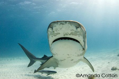 Tiger shark coming in for a closer look at tiger beach, B... by Amanda Cotton 