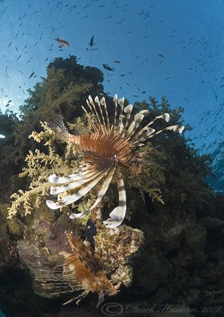 Lion fish at dusk. D200, 10.5mm. by Derek Haslam 