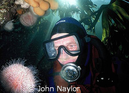 diver and sea urchin in the kelp by John Naylor 