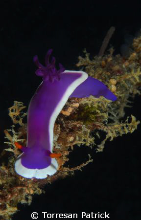 Nudibranco by Torresan Patrick 