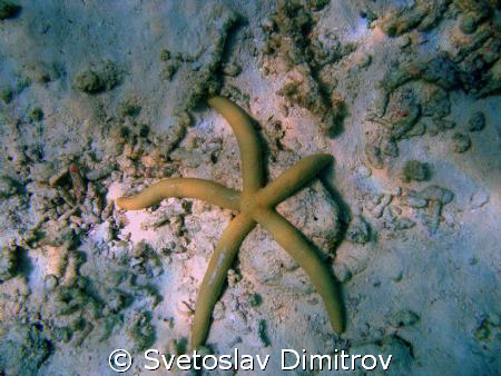 Sea star by Svetoslav Dimitrov 