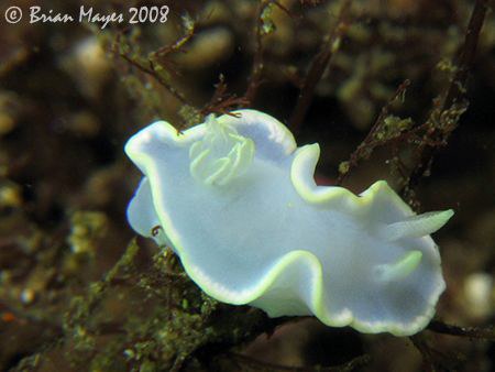 Glossodoris pallida, white to the eye, but when flashed t... by Brian Mayes 