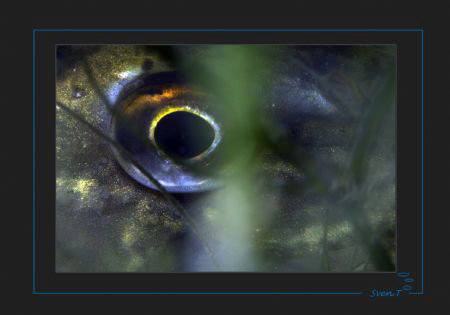 “Hiding ”
A pike on a night dive.
 by Sven Tramaux 