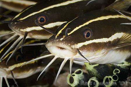 A face in the crowd.  Lembeh Strait, Sulawesi.  Canon 20D... by Ross Gudgeon 