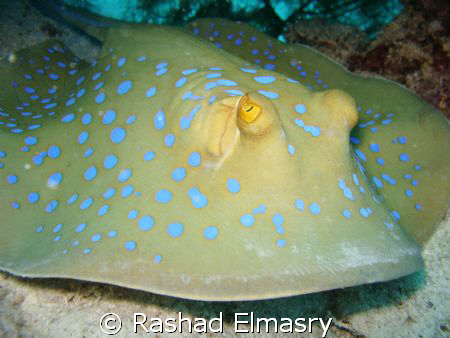 Blue spotted stingray by Rashad Elmasry 