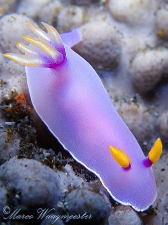 Chromodorididae Nudibranch (Hypselodoris bullockii) at Pe... by Marco Waagmeester 