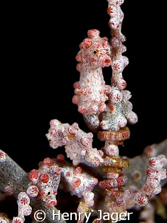 "Three Bargibanties"; met in the Raja Ampat, West Papua by Henry Jager 