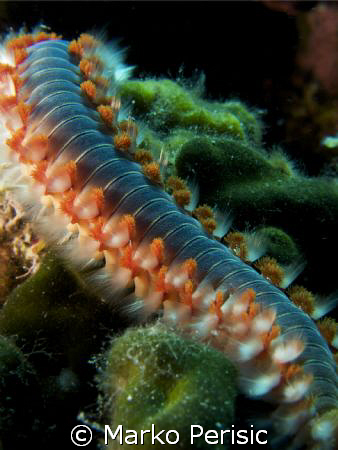 Bearded Fire Worm (hermodice carunculata) by Marko Perisic 
